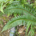 cabbagequeen323 avatar