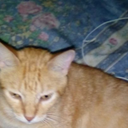 cabernetico-blog avatar