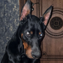 cabernetpawpadz avatar