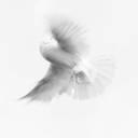 cabin-of-aphrodite avatar