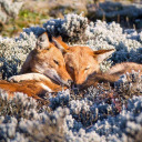 cabinjackalope avatar