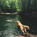 cabinthewoods avatar