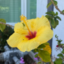 cachetitosdemanzana avatar