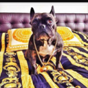 cachorraomaloquero-blog avatar