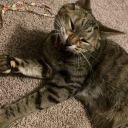 cacophonouscrow7 avatar