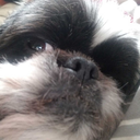 cacophonyrising avatar