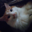 cactiandcanaries avatar