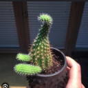 cactixsami avatar