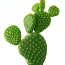 cactus avatar