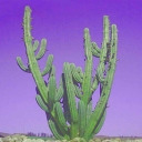 cactus--cunt avatar