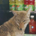 cactus-boy888 avatar