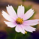 cactus-cectus-cictus avatar