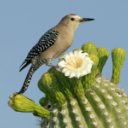 cactus-core avatar
