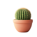 cactus-offical avatar