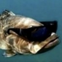 cactus-reblogs avatar