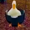 cactusbean-cm avatar