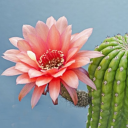 cactusflowerwithatwist avatar