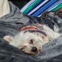 cactusnumber73 avatar