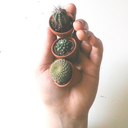 cactuspoetico avatar