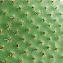 cactussia avatar