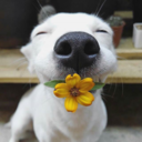 cadaescolha-1renuncia avatar