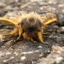 cadaverecsquisito avatar