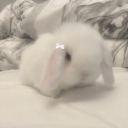 cadaverofdaze avatar