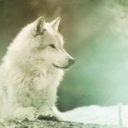 cadenceofthewind avatar