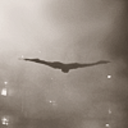 cadmeanvictory avatar