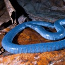 caeciliancinema avatar