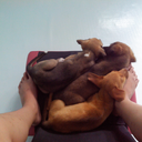 caelia-iustitia avatar