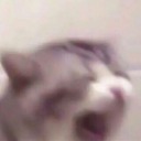 caelichyth--5 avatar