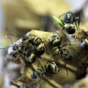 caelumnigrusest avatar