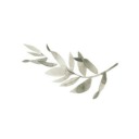 caerhn avatar