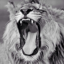 caesarcaputmundi avatar