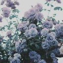 cafedragon-ocs avatar