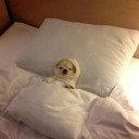 cafemochaboba avatar