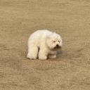 caffeinatedaze avatar