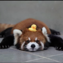 caffeinatedredpanda avatar