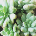 caffeinegardens avatar