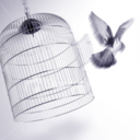 cagedbird-zine-blog avatar