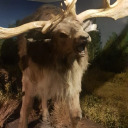 cailleachoiche avatar