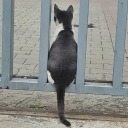 caineinsizofrenkardesi avatar