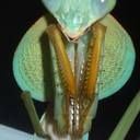 caiticatroars avatar