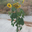 cakarhasan48-blog avatar