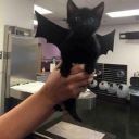 cake-in-a-tin avatar