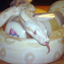 cake-the-snake avatar