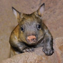 cakehatwombat avatar