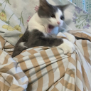 cakes-are-great avatar