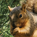 cakethecarrot avatar